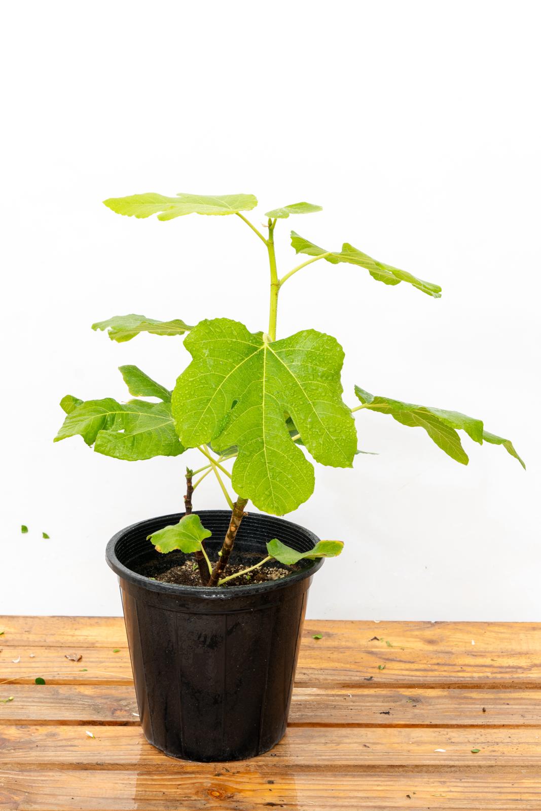 تين (انواع )